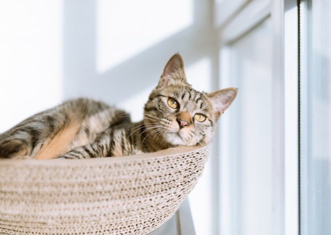 How to Build a Pet-Friendly Home